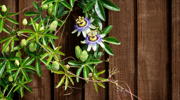 Valla de jardín de madera recién pintada